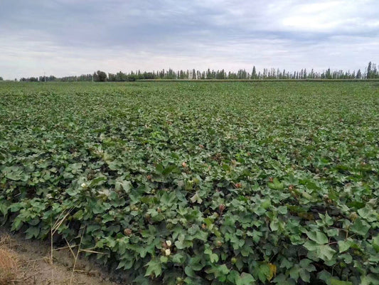 Photo of field of leafy green organic cotton farm, with trees in the horizon, under a blue and white sky.